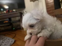 Pete, a male Maltipoo for sale in Winder, GA – Photo 2 of 2