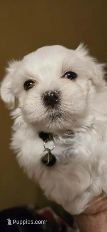 Thor – Maltipoo puppy for sale in Winder, GA