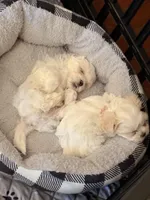 Thor, a male Maltipoo for sale in Winder, GA – Photo 2 of 2