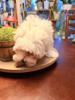 Thor, a male Maltipoo for sale in Winder, GA – 3 of 5