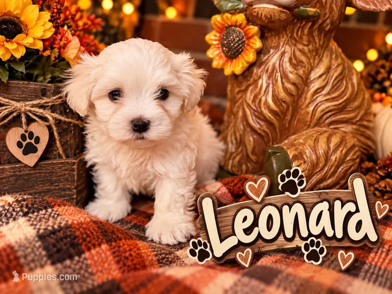 Leonard – Maltipoo puppy for sale in Winder, GA