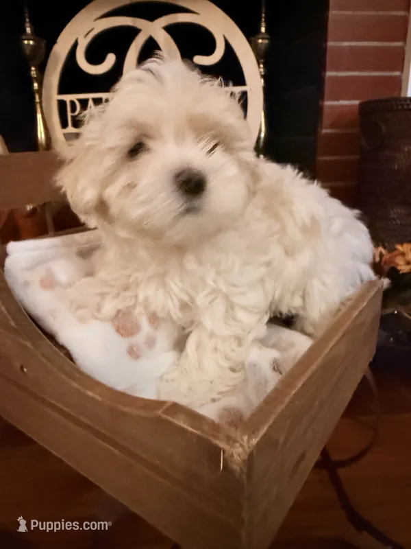 Jerry – Maltipoo puppy for sale in Winder, GA