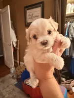 Jerry, a male Maltipoo for sale in Winder, GA – 2 of 2