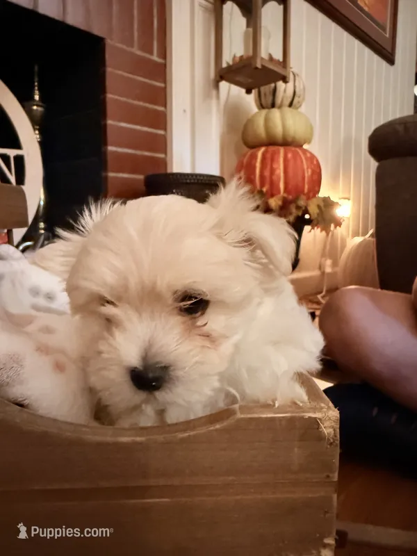 Kramer  – Maltipoo puppy for sale in Winder, GA