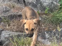 Outlaw, a male Anatolian Shepherd Dog for sale in Coeur d'Alene, ID – 3 of 3