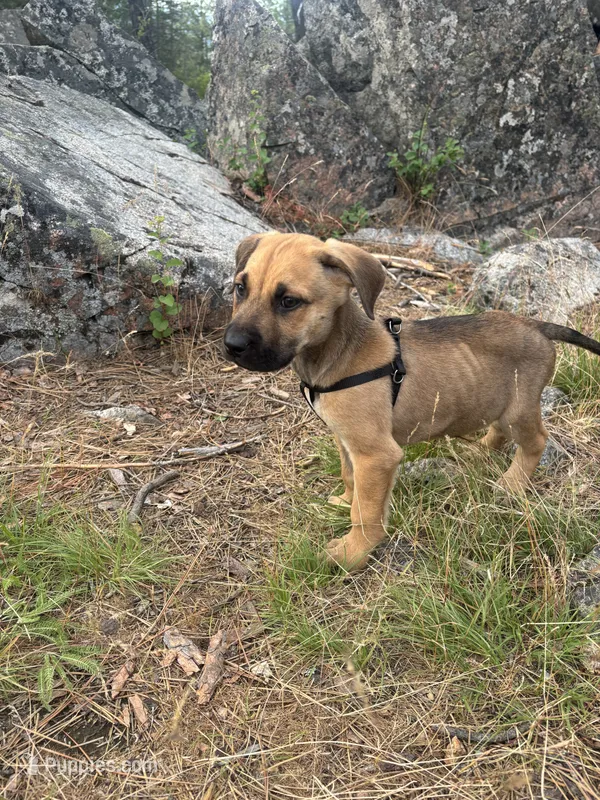 Outlaw – Anatolian Shepherd Dog puppy for sale in Coeur d'Alene, ID
