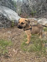 Outlaw, a male Anatolian Shepherd Dog for sale in Coeur d'Alene, ID – 1 of 3