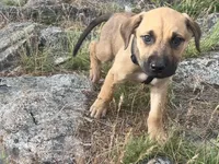 Outlaw, a male Anatolian Shepherd Dog for sale in Coeur d'Alene, ID – 2 of 3