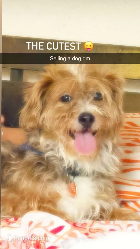 Lovi – Yorkshire Terrier puppy for sale in Pittsburgh, PA