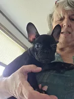 Mike, a male French Bulldog for sale in Ripley, NY – 3 of 3