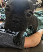 Mary, a female French Bulldog for sale in Ripley, NY – 2 of 3