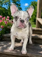 ELECTRA, a female French Bulldog for sale in Ripley, NY – 2 of 2