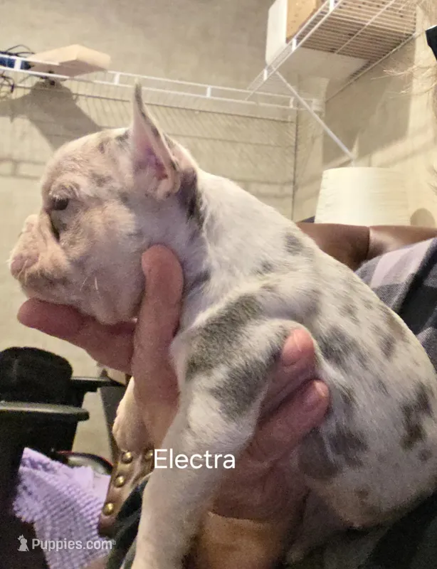 ELECTRA – French Bulldog puppy for sale in Westfield, NY