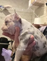 ELECTRA, a female French Bulldog for sale in Westfield, NY – 1 of 1
