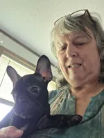 Mike, a male French Bulldog for sale in Ripley, NY – 2 of 3