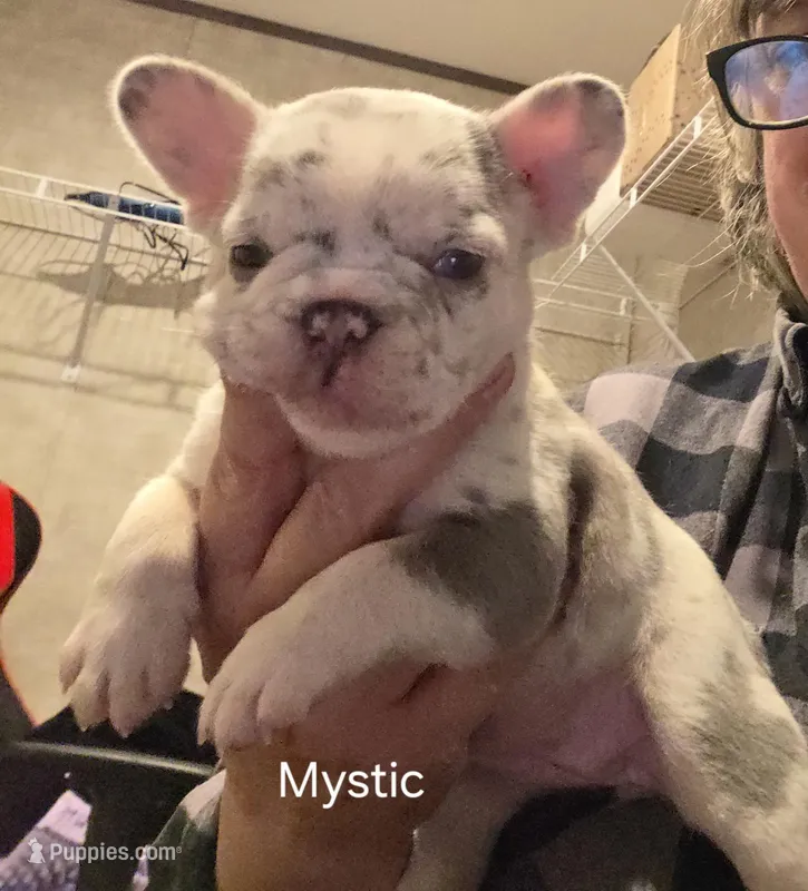 MYSTIC – French Bulldog puppy for sale in Westfield, NY
