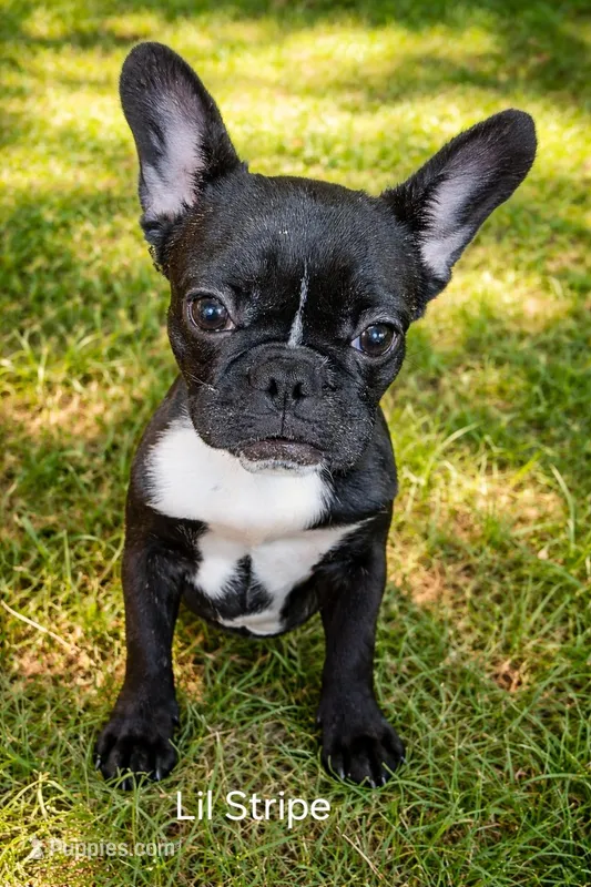 LIL STRIPE – French Bulldog puppy for sale in Westfield, NY