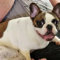 BUFFORD, a male French Bulldog for sale in Westfield, NY – Photo 1 of 2