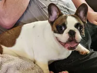 BUFFORD, a male French Bulldog for sale in Westfield, NY – Photo 1 of 2