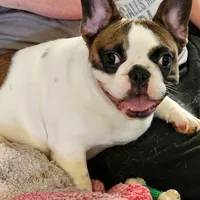 BUFFORD, a male French Bulldog for sale in Westfield, NY – Photo 2 of 2