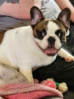 BUFFORD, a male French Bulldog for sale in Westfield, NY – Photo 2 of 2