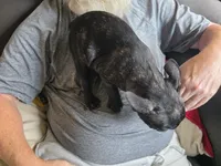 Malph, a male French Bulldog for sale in Ripley, NY – 2 of 2
