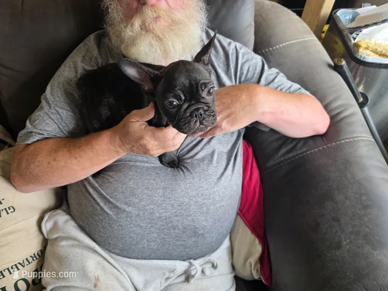 Malph – French Bulldog puppy for sale in Ripley, NY