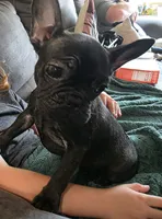 Mary, a female French Bulldog for sale in Ripley, NY – 3 of 3