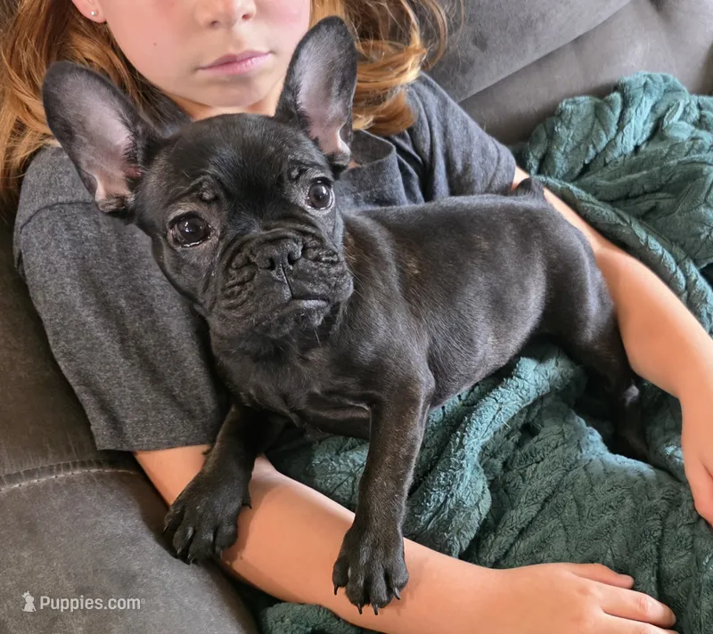 Mary – French Bulldog puppy for sale in Ripley, NY