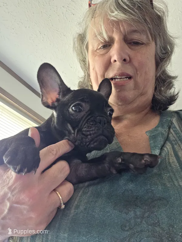 Mike – French Bulldog puppy for sale in Ripley, NY
