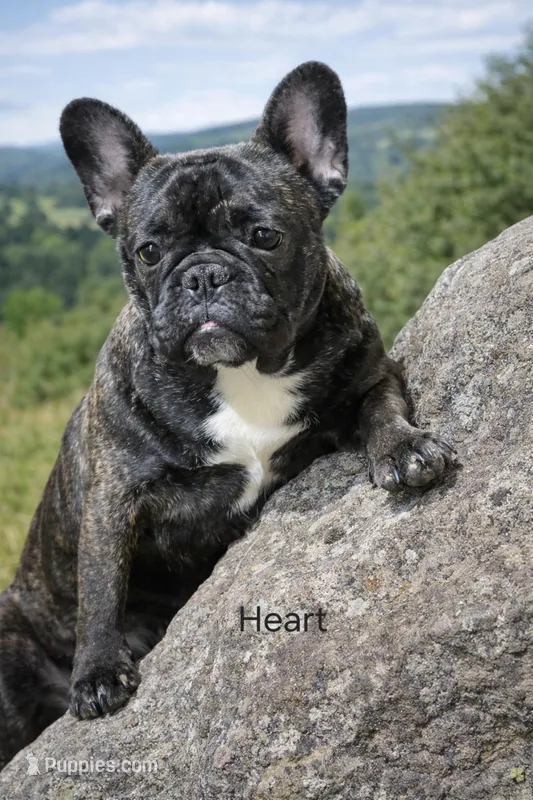 HEART – French Bulldog puppy for sale in Westfield, NY