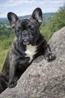 HEART, a female French Bulldog for sale in Westfield, NY – 1 of 1
