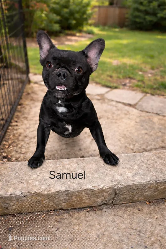 SAMUEL – French Bulldog puppy for sale in Westfield, NY
