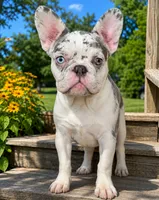 MYSTIC, a female French Bulldog for sale in Ripley, NY – 2 of 2