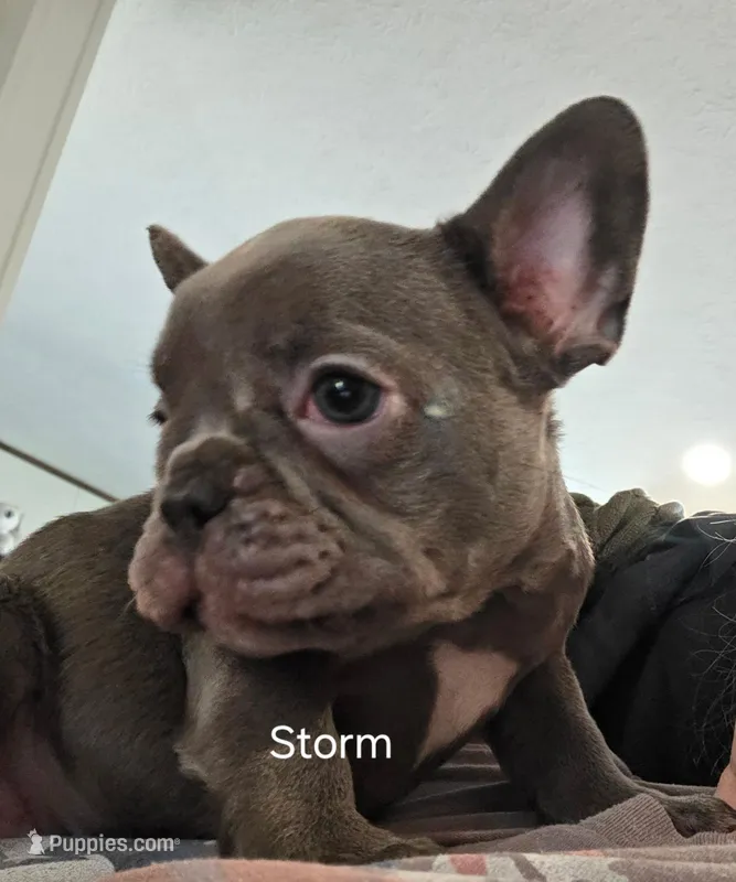 STORM – French Bulldog puppy for sale in Westfield, NY