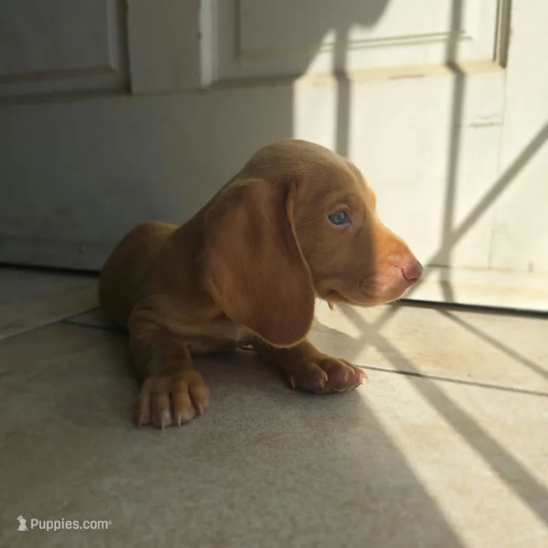 Güero – Dachshund puppy for sale in Quail Valley, CA