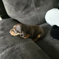 Chocolate , a female Dachshund for sale in Quail Valley, CA – 3 of 3
