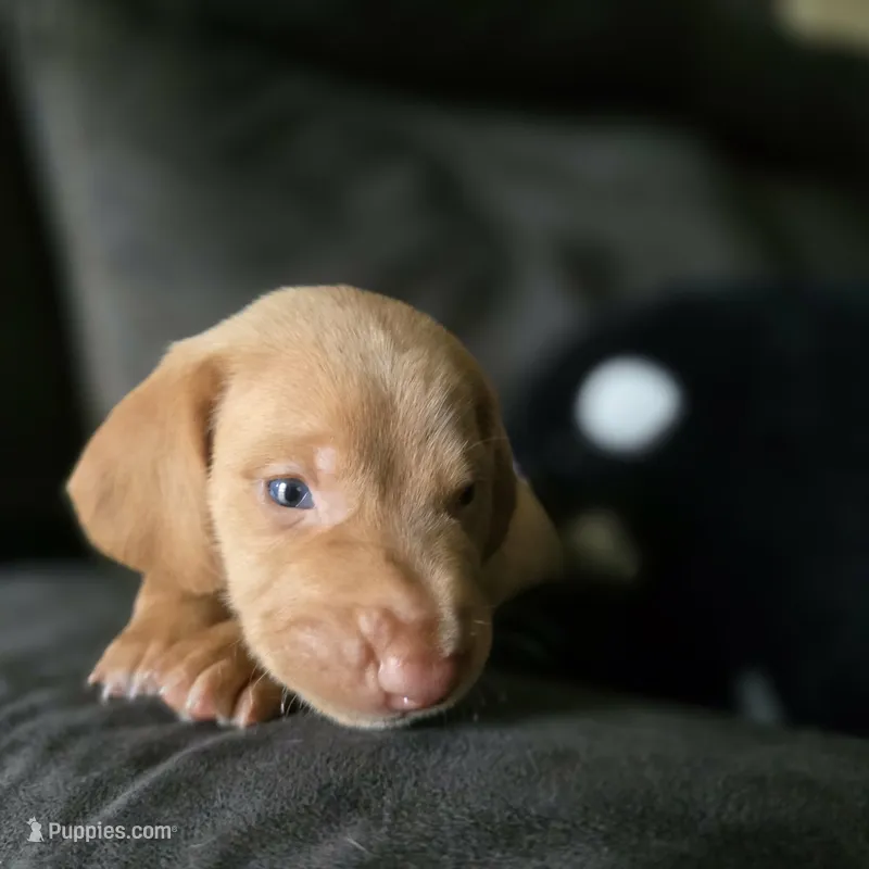 Güero – Dachshund puppy for sale in Quail Valley, CA