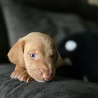Güero, a male Dachshund for sale in Quail Valley, CA – 1 of 2