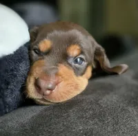 Chocolate , a female Dachshund for sale in Quail Valley, CA – 2 of 3