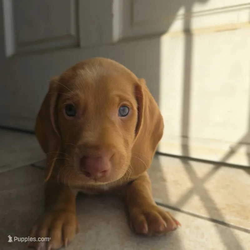 Güero – Dachshund puppy for sale in Quail Valley, CA