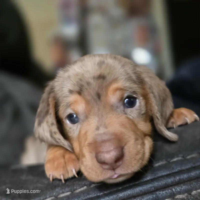 Chispa – Dachshund puppy for sale in Quail Valley, CA