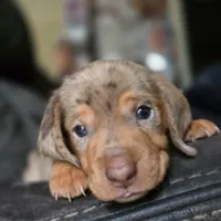 Chispa, a female Dachshund for sale in Quail Valley, CA – 1 of 2