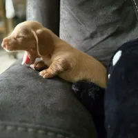 Güero, a male Dachshund for sale in Quail Valley, CA – 2 of 2