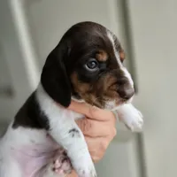 Vaca, a male Dachshund for sale in Quail Valley, CA – 1 of 2