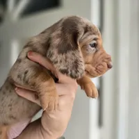 Chispa, a female Dachshund for sale in Quail Valley, CA – 2 of 2