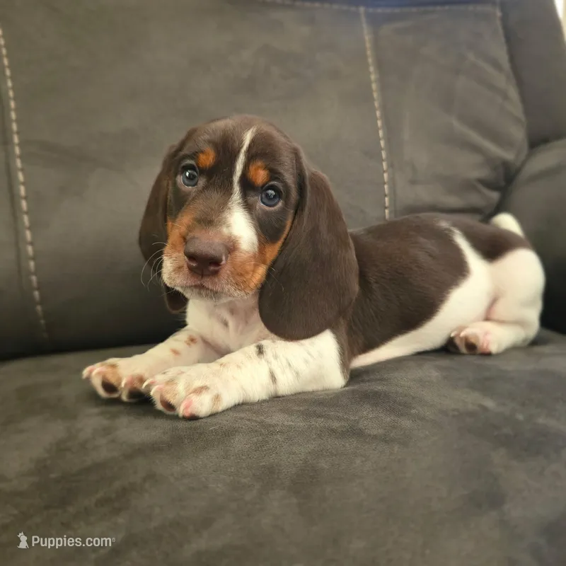 Vaca – Dachshund puppy for sale in Quail Valley, CA