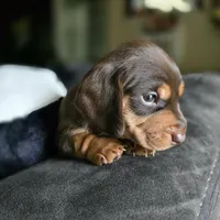 Chocolate , a female Dachshund for sale in Quail Valley, CA – 1 of 3