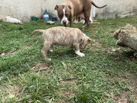 Unnamed , a male American Pit Bull Terrier for sale in Bernville, PA – 2 of 3
