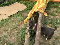Unnamed , a female American Pit Bull Terrier for sale in Bernville, PA – 2 of 4